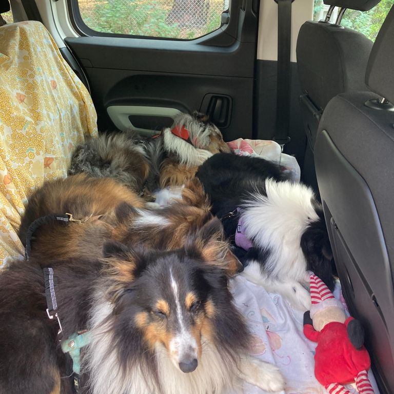 quatre chiens allongés dans une voiture