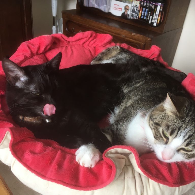 deux chats dans coussin
