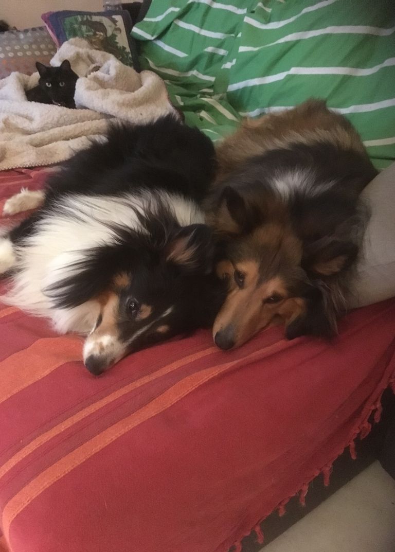 deux chiens et un chat sur canapé