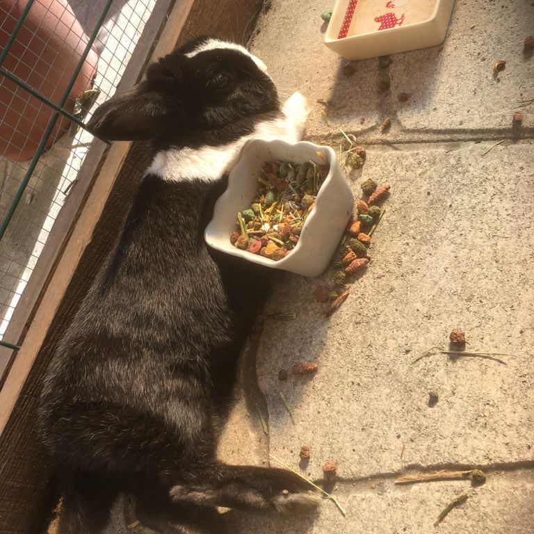 un lapin allongé avec sa nourriture